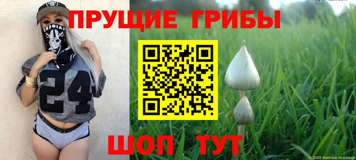 Псилоцибиновые грибы Cubensis Печора